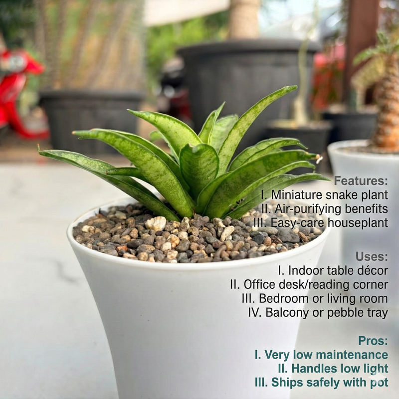 Sansevieria lilliput