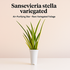 Sansevieria Stella variegated