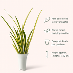 Sansevieria Stella variegated