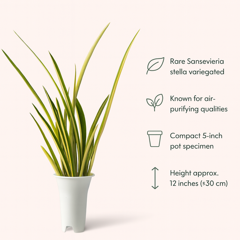 Sansevieria Stella variegated