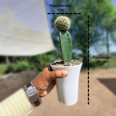 Sulcorebutia mentosa cv. Aureispina