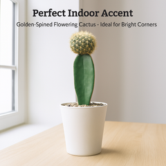 Sulcorebutia mentosa cv. Aureispina