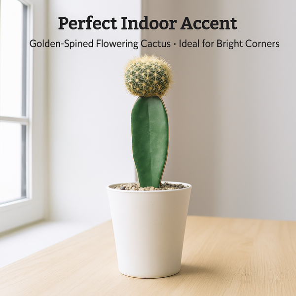 Sulcorebutia mentosa cv. Aureispina