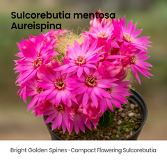 Sulcorebutia mentosa cv. Aureispina