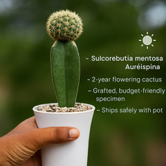 Sulcorebutia mentosa cv. Aureispina