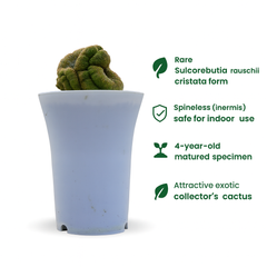 Sulcorebutia rauschii inermis cristata