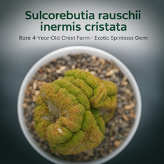 Sulcorebutia rauschii inermis cristata