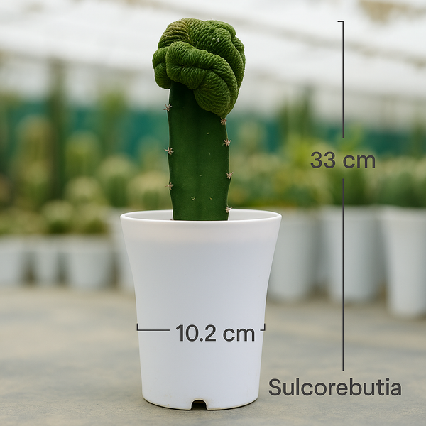 Sulcorebutia rauschii inermis cristata m2