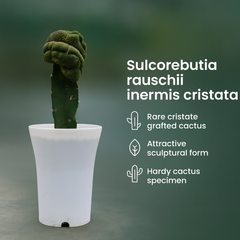 Sulcorebutia rauschii inermis cristata m2