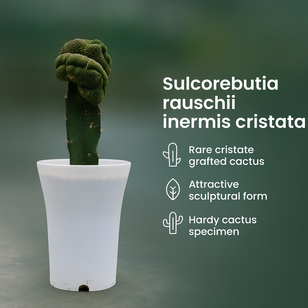 Sulcorebutia rauschii inermis cristata m2