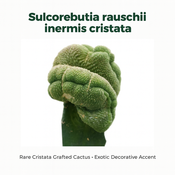 Sulcorebutia rauschii inermis cristata m2