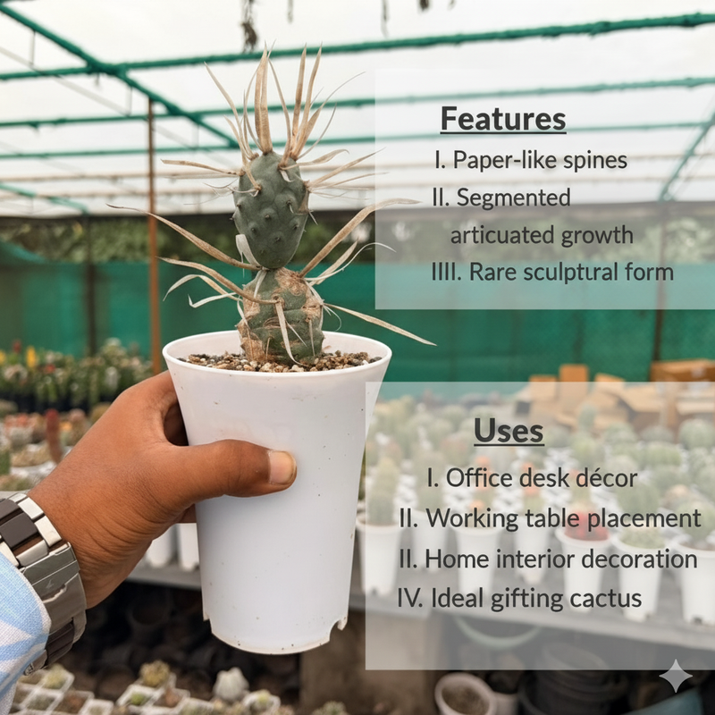 Tephrocactus articulatus var. papyracanthus