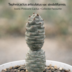 Tephrocactus articulatus var strobiliformis