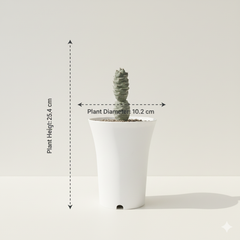 Tephrocactus articulatus var strobiliformis