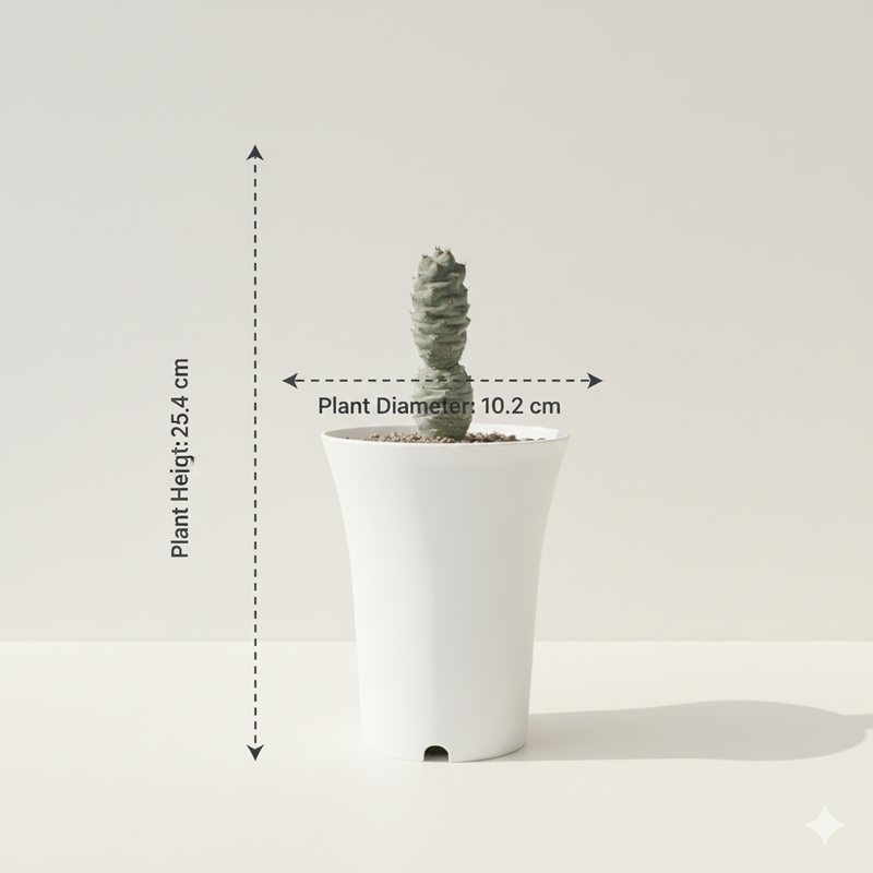 Tephrocactus articulatus var strobiliformis