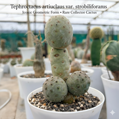 Tephrocactus geometricus