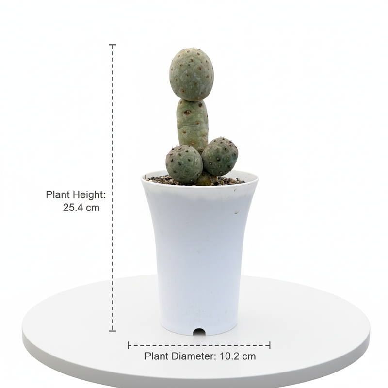 Tephrocactus geometricus