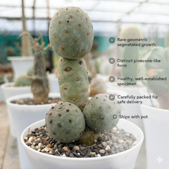 Tephrocactus geometricus