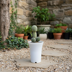 Tephrocactus geometricus