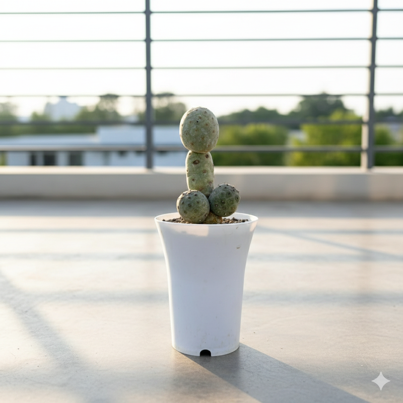 Tephrocactus geometricus