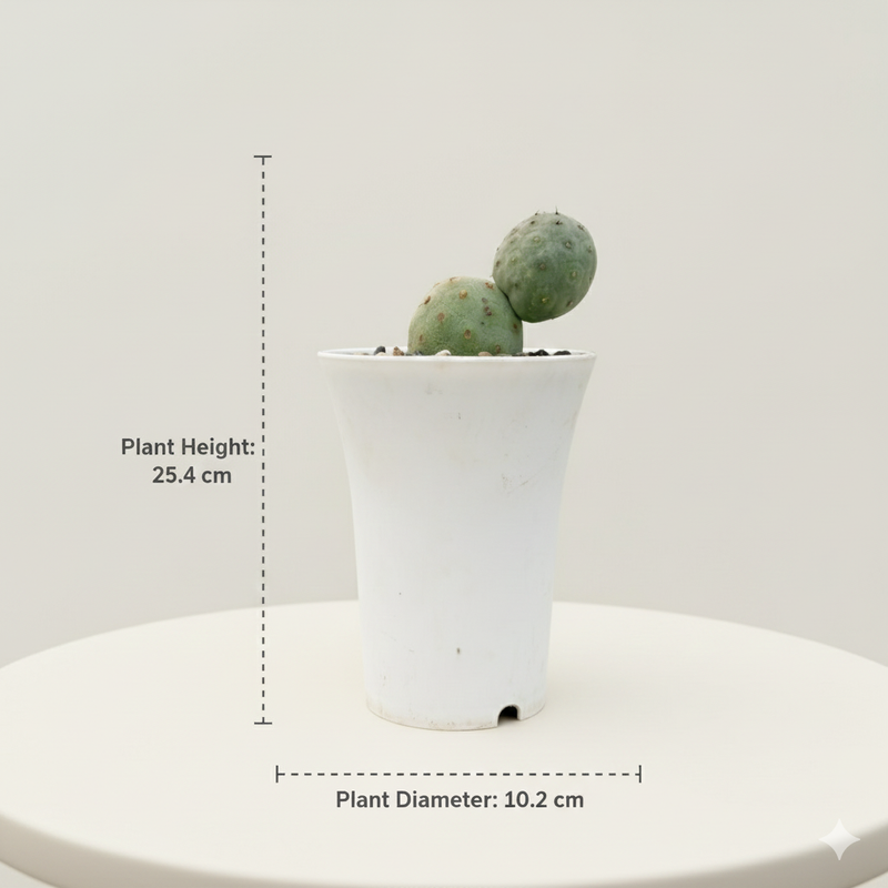 Tephrocactus geometricus