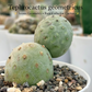 Tephrocactus geometricus