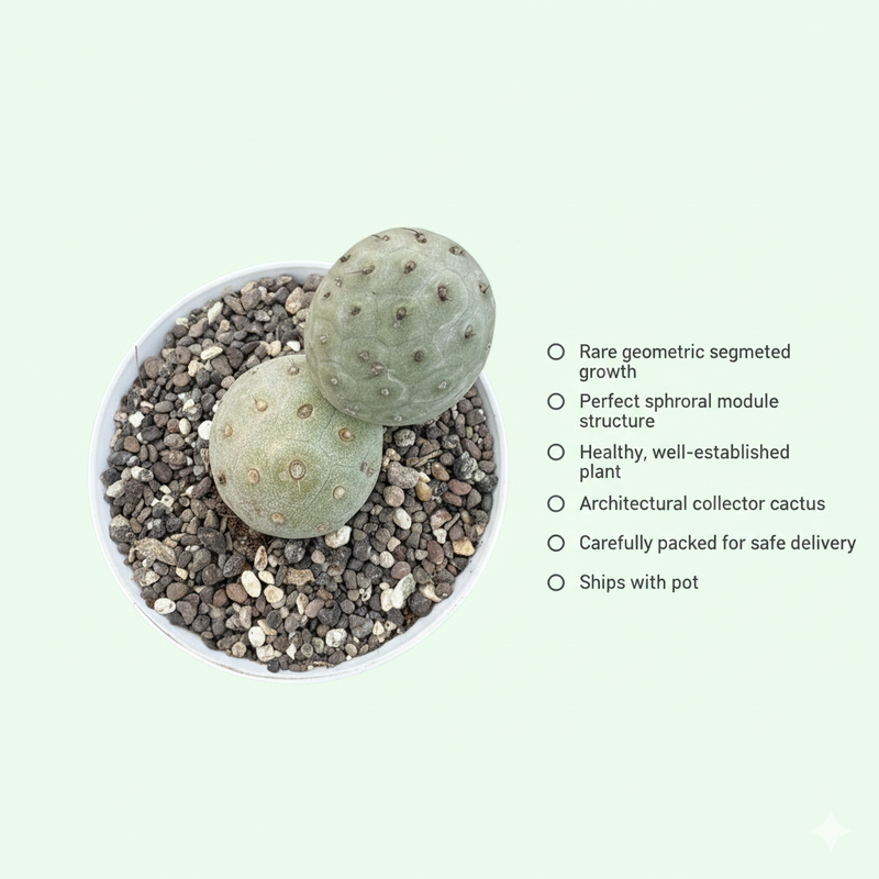 Tephrocactus geometricus