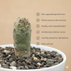 Tephrocactus geometricus