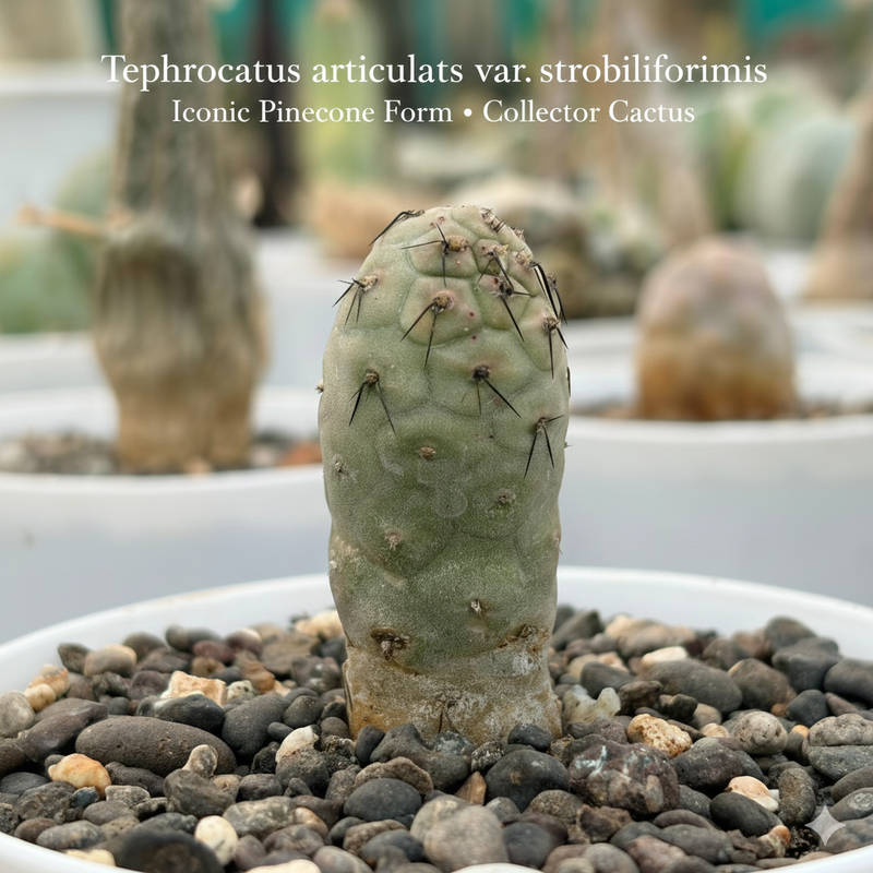 Tephrocactus geometricus