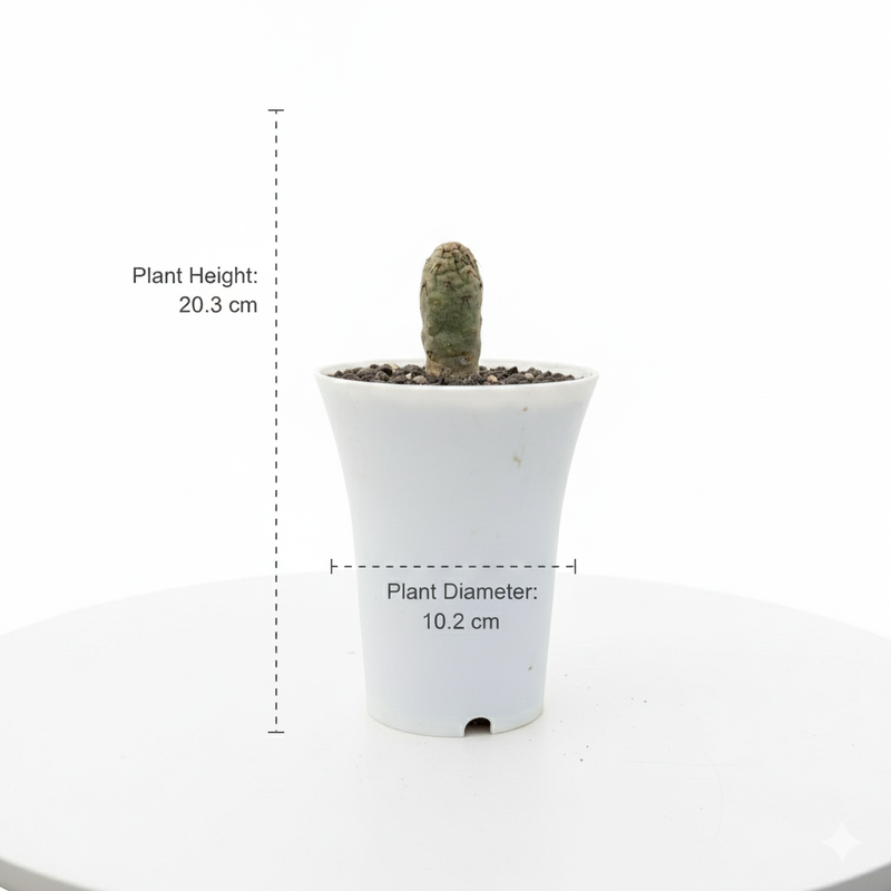 Tephrocactus geometricus