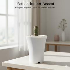 Tephrocactus geometricus