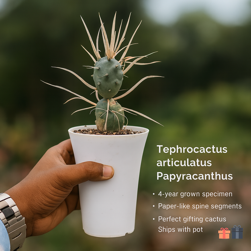 Tephrocactus articulatus var. papyracanthus