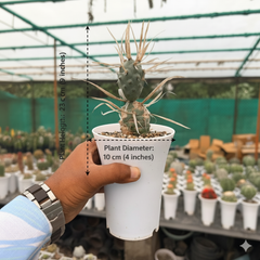 Tephrocactus articulatus var. papyracanthus