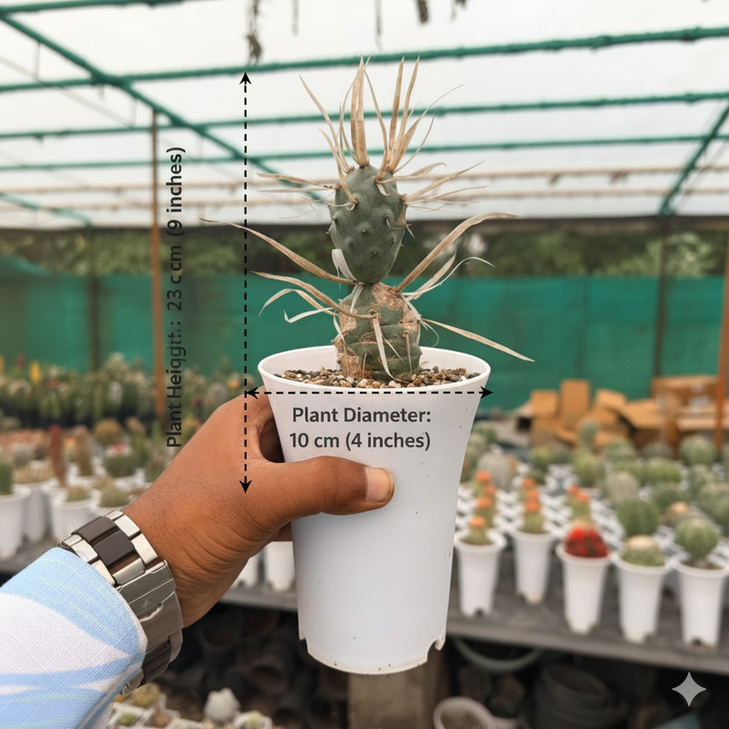 Tephrocactus articulatus var. papyracanthus