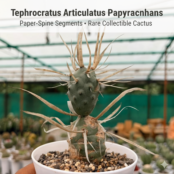 Tephrocactus articulatus var. papyracanthus