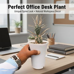 Tephrocactus articulatus var. papyracanthus