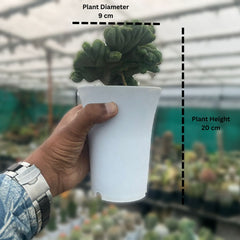 Trichocereus bridgesii forma monstrose inermis cristata