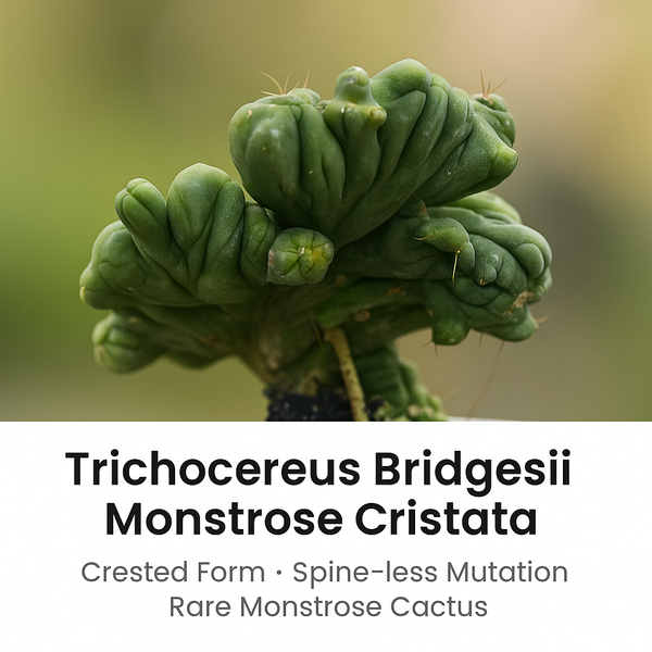 Trichocereus bridgesii forma monstrose inermis cristata