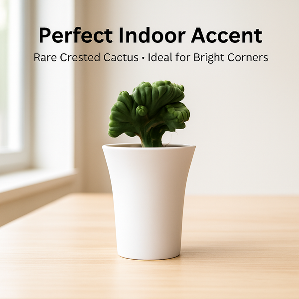 Trichocereus bridgesii forma monstrose inermis cristata