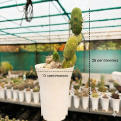 Echinopsis lageniformis_ Trichocereus bridgesii f. monstruosus
