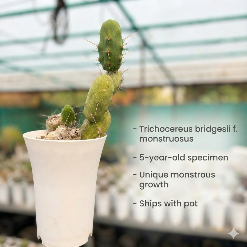 Echinopsis lageniformis_ Trichocereus bridgesii f. monstruosus