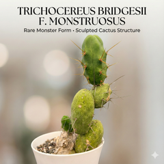 Echinopsis lageniformis_ Trichocereus bridgesii f. monstruosus