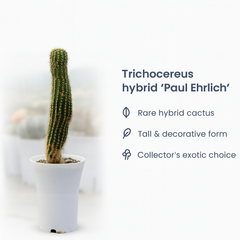 Trichocereus hybrid ‘Paul Ehrlich’