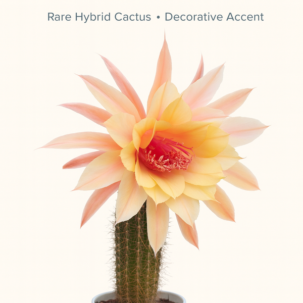 Trichocereus hybrid ‘Paul Ehrlich’