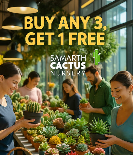 Offer- buy 3  get 1 free