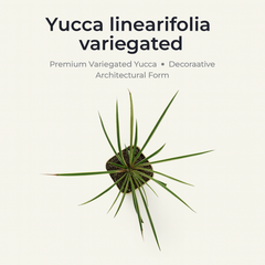 Yucca Linearifolia variegated
