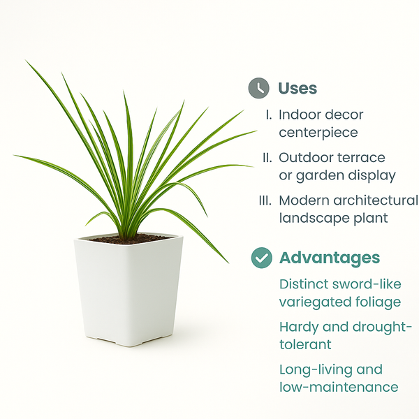 Yucca Linearifolia variegated