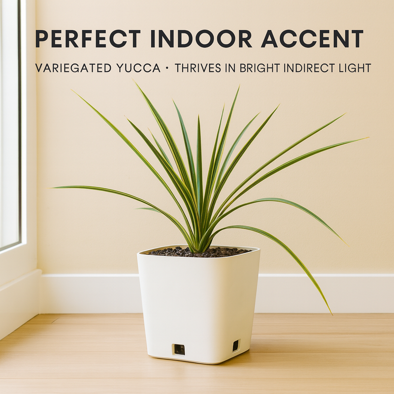 Yucca Linearifolia variegated