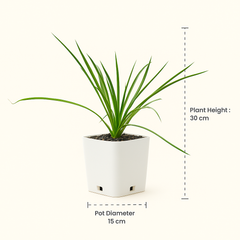 Yucca Linearifolia variegated