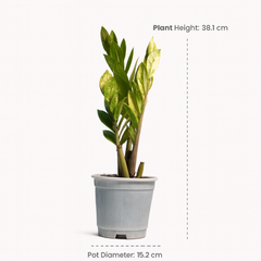 ZZ Plant Variegated
